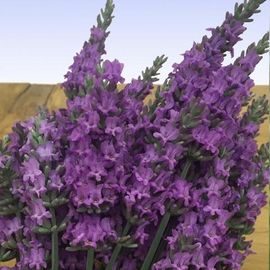 Sensational! Lavender, Lavandula x intermedia 'Tesseract'